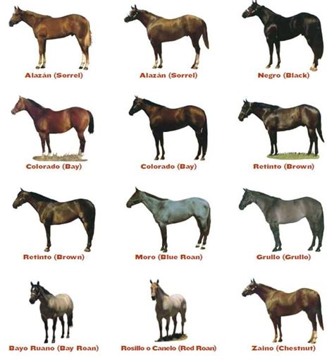 Capas del Caballo: Aquí los diferentes colores y particularidades del ...