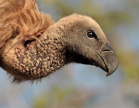 Cape vulture | African animals, Vulture, Animals