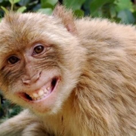 Capital Monkey   Crazy Animals by Capital Monkey | Free Listening on ...