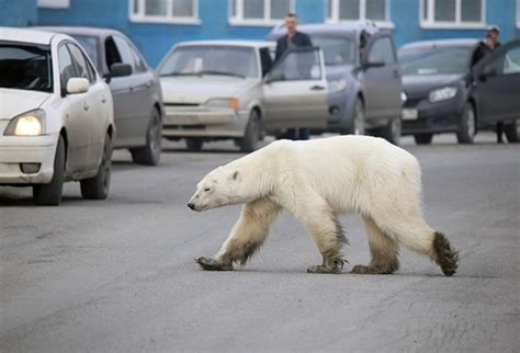 Captan a oso polar buscando comida a 800 km de su hábitat ...