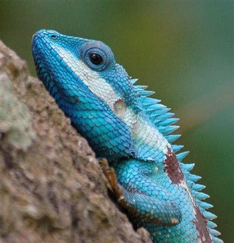 captivating animals: “ Blue Crested Lizard ** ^ by john11k on Flickr ...