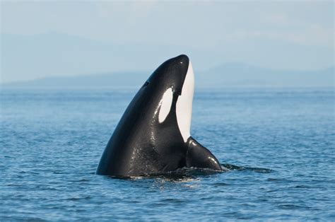 Captive Orcas Can Learn How to Speak Dolphin, Researchers ...