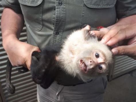 Capturan a mono capuchino que provocó caos en Reforma | Actitudfem