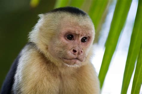Capturan al mono capuchino