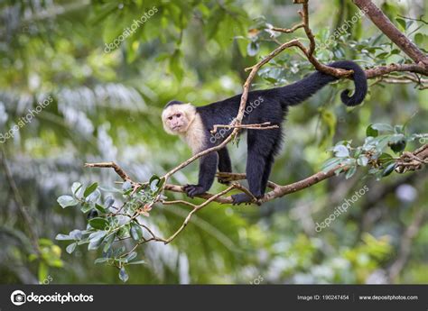 Capuchin Cebus Capucinus Güzel Bronw Beyaz Primat Kosta ...