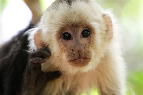 Capuchin Monkey   Caps for Sale