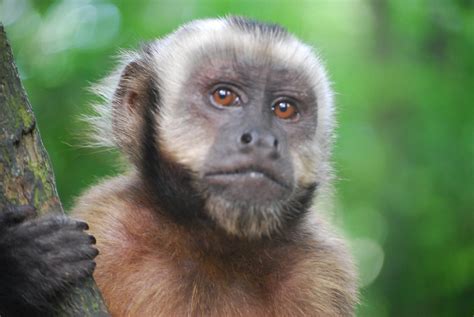 Capuchin Monkey closeup | Monkey Island   Isla de los Monos … | Flickr