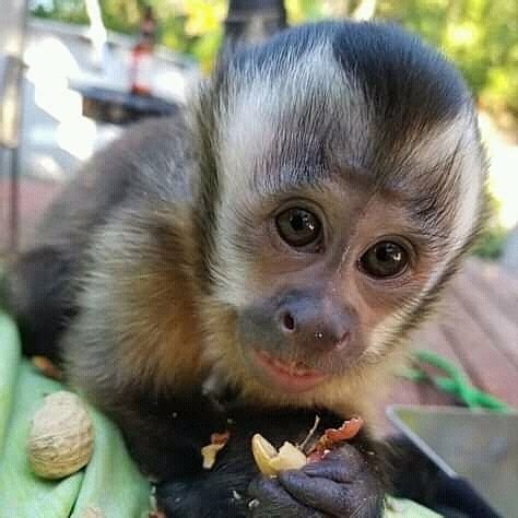capuchin monkey for sale | baby capuchin for sale ...