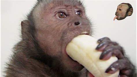 Capuchin Monkey & Mushy Banana   YouTube