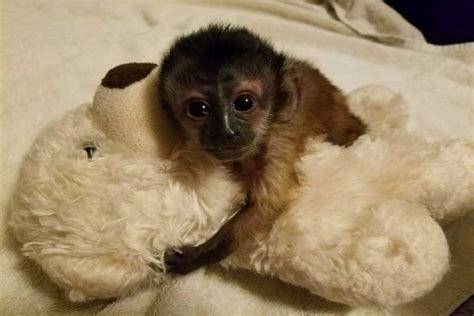 capuchin monkey pet | capuchin monkey price | capuchin ...