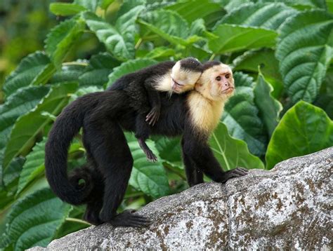 Capuchin monkey | primate | Britannica