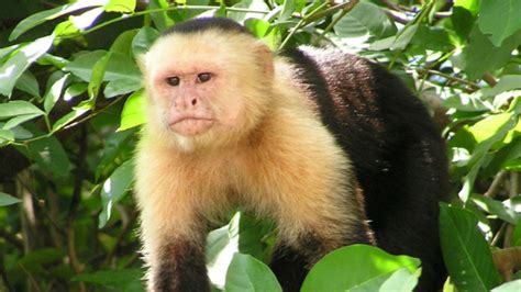 Capuchin Monkeys Can Be Spiteful Jerks, Study Finds ...