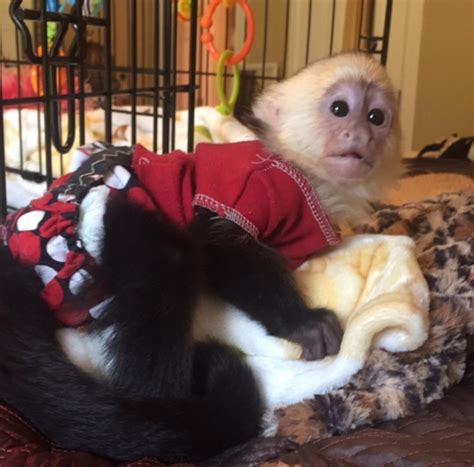 Capuchin Monkeys for sale Alberta | CatchFree
