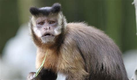 Capuchin Monkeys   Gold  Bellied Monkey Facts & Information