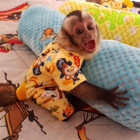 Capuchins Monkey Animals For Sale | Atlanta, GA #330554