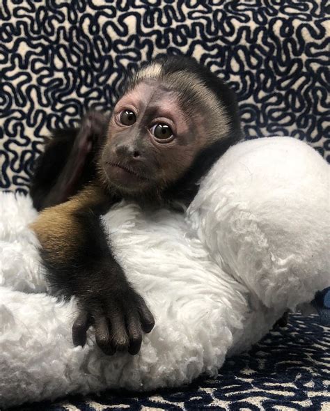 Capuchins Monkey Animals For Sale | Del Rey Oaks, CA #330182