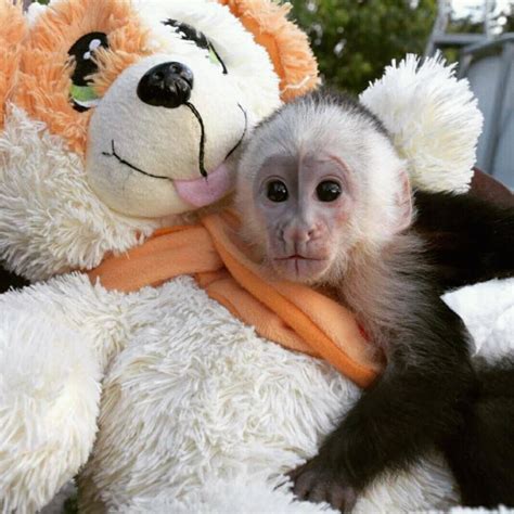 Capuchins Monkey For Sale in Canada  80  | Petzlover