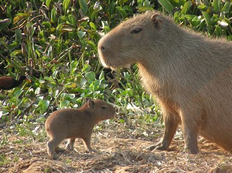Capybaras, Giant Rodents Native to South America, Could ...