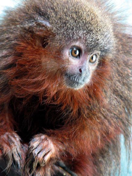 ** Caqueta Titi Monkey of Colombia | Monkey species, Animals, New world ...