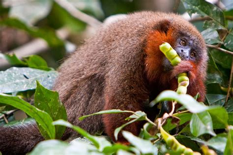 Caquetá Tití Monkey Plecturocebus caquetensis – Palm Oil Detectives