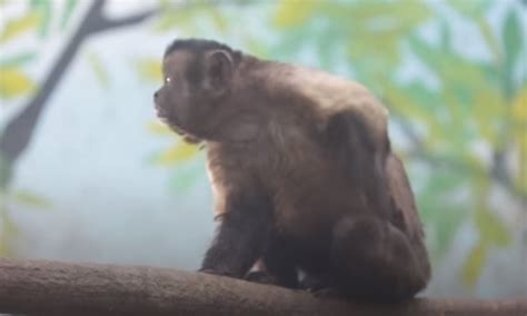 Cara de angustia y preocupación de mono en un video se vuelve viral
