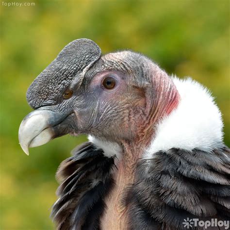 cara del condor andino   TopHoy
