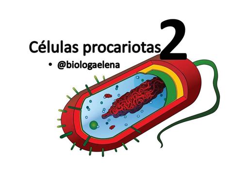 Características Células procariotas II   YouTube
