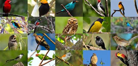 Características das aves e espécies invasoras