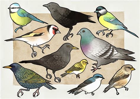 Características de algunas de las aves de la península ...