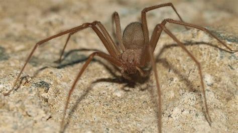 caracteristicas de la araña parda de españa temida por muchos