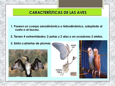 Caracteristicas De Las Aves   SEO POSITIVO