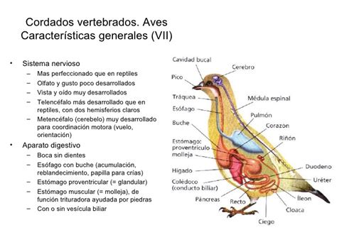 Caracteristicas De Las Aves   SEONegativo.com