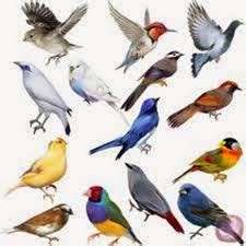 caracteristicas de las aves unos animales estupendos desde ...