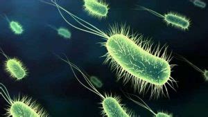 Características de las bacterias