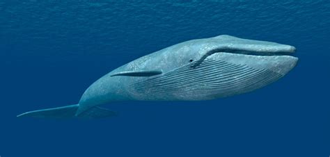 Características de las ballenas :: Imágenes y fotos