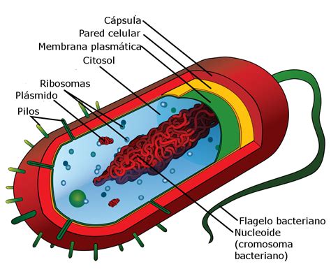 Características de las células procariotas, sus partes y ...