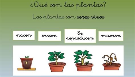 Características de las Plantas, Rasgos de los Organismos ...