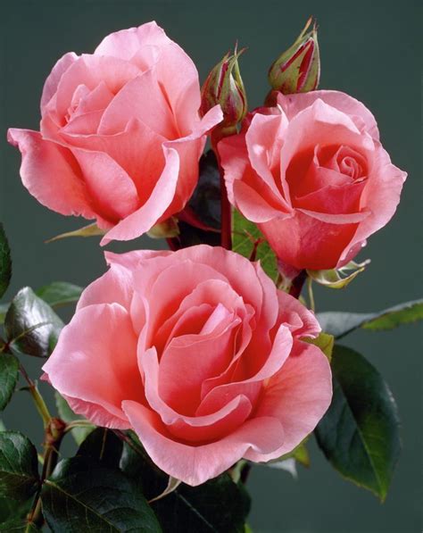 caracteristicas de las rosas las flores más vendidas en el mundo