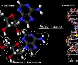 Características de los Ácidos Nucleicos