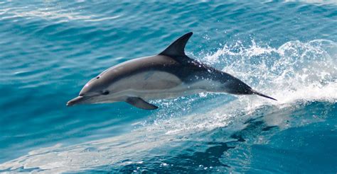 Características de los delfines :: Imágenes y fotos
