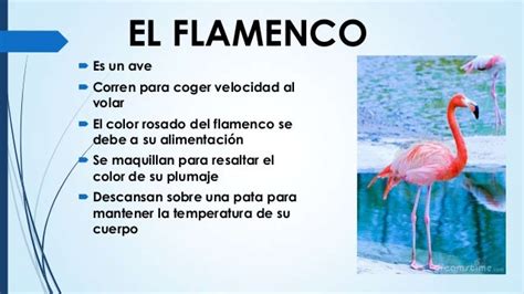 Caracteristicas De Los Flamencos   SEO POSITIVO