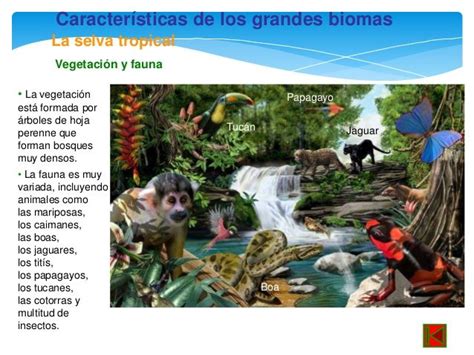 Características de los grandes biomas La selva tropical ...