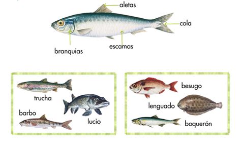Características de los peces: 2do grado | Animales ...