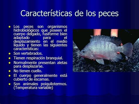 Características de los peces   ppt video online descargar