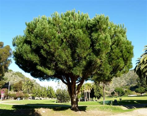 Características de los pinos piñoneros y cómo sembrar ...
