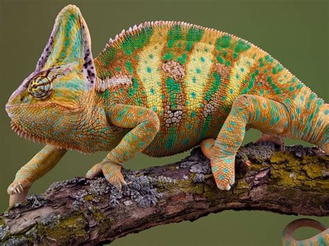 Características de los reptiles | reino animal