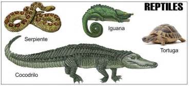 Caracteristicas de los Reptiles Reproducción Respiración