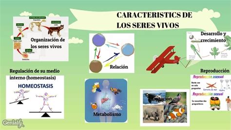 CARACTERISTICAS DE LOS SERES VIVOS by karla.chanvez.tec26 ...