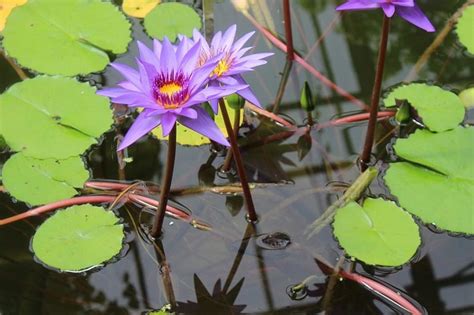 Características de una planta acuática | Jardineria On