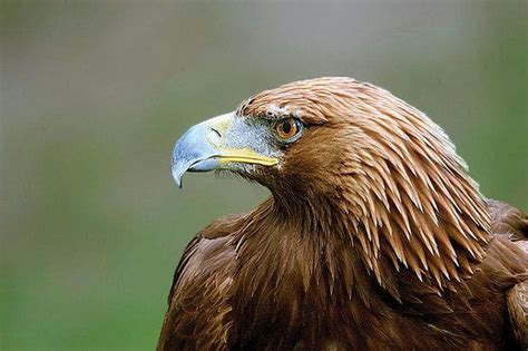 características del águila real y su mundo fascinante